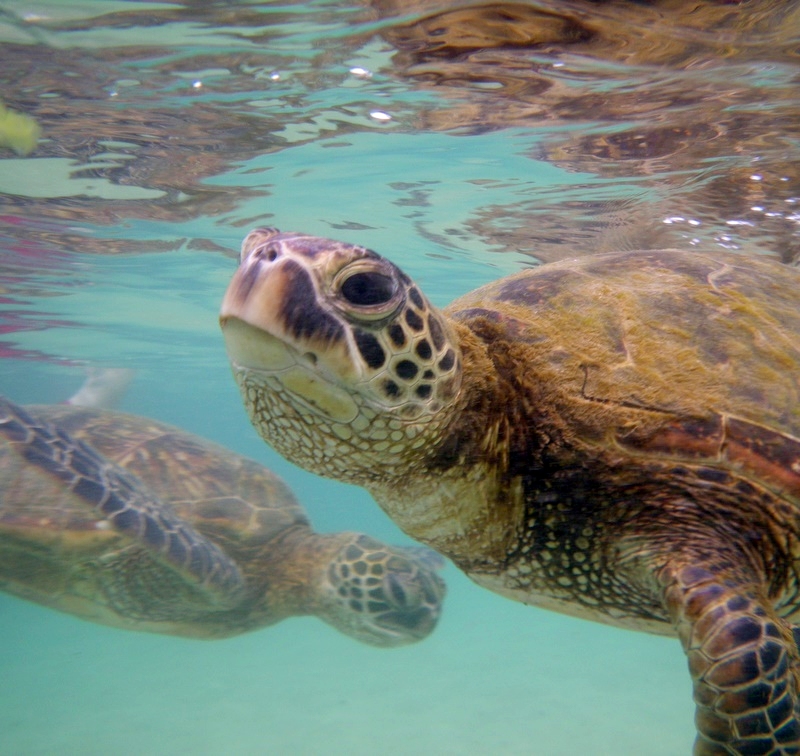 Hawaii sea turtles