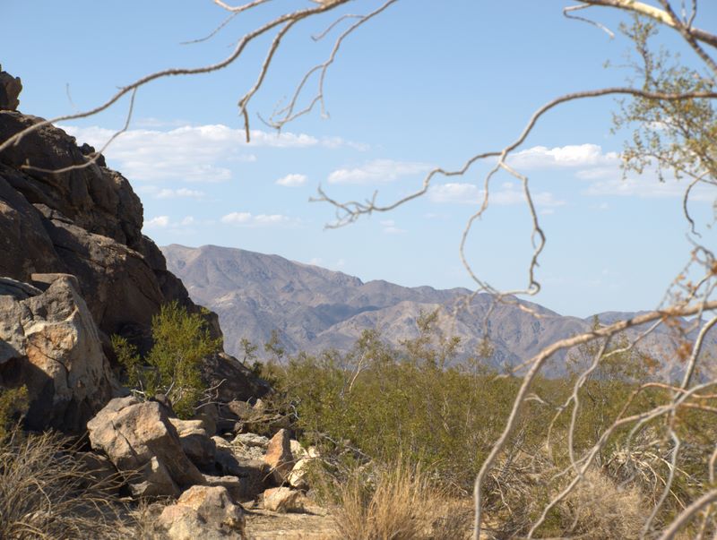 JoshuaTree