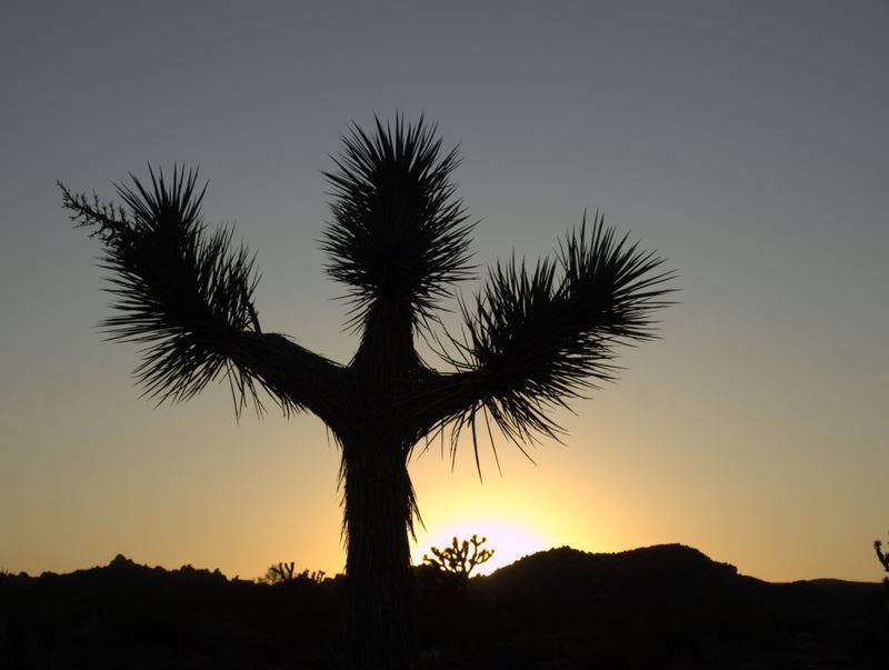 JoshuaTree