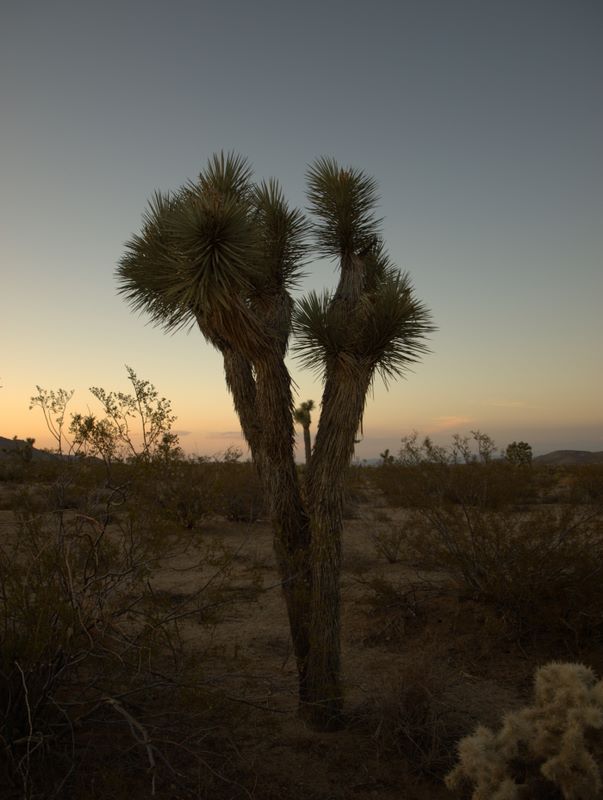JoshuaTree