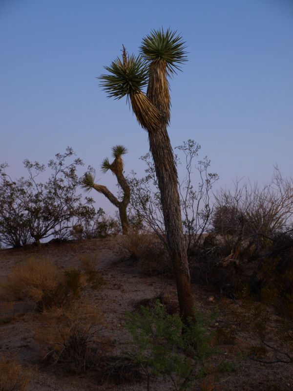 JoshuaTree