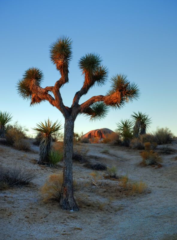 JoshuaTree