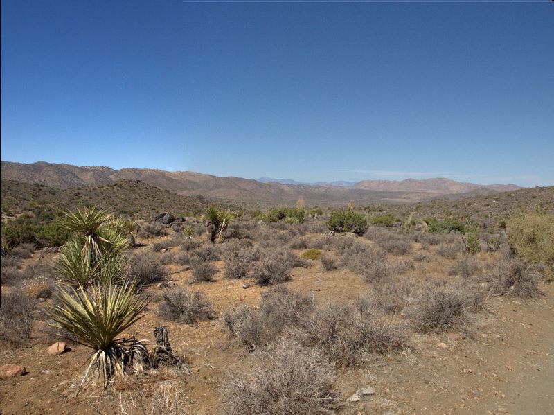 JoshuaTree