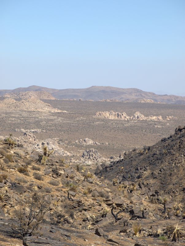 JoshuaTree