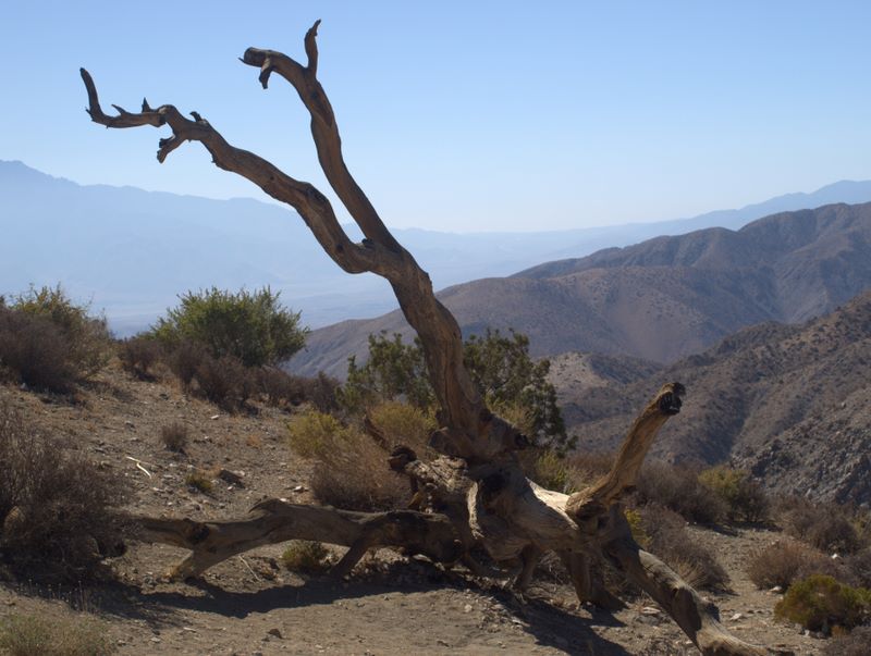 JoshuaTree