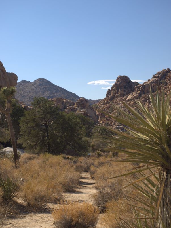 JoshuaTree