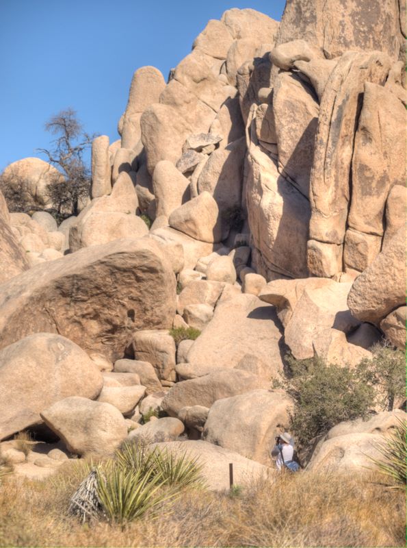JoshuaTree