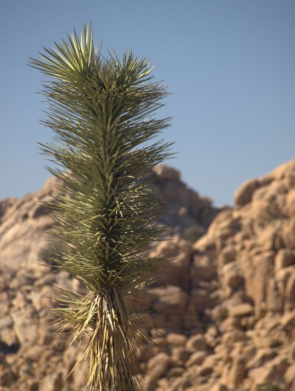 JoshuaTree