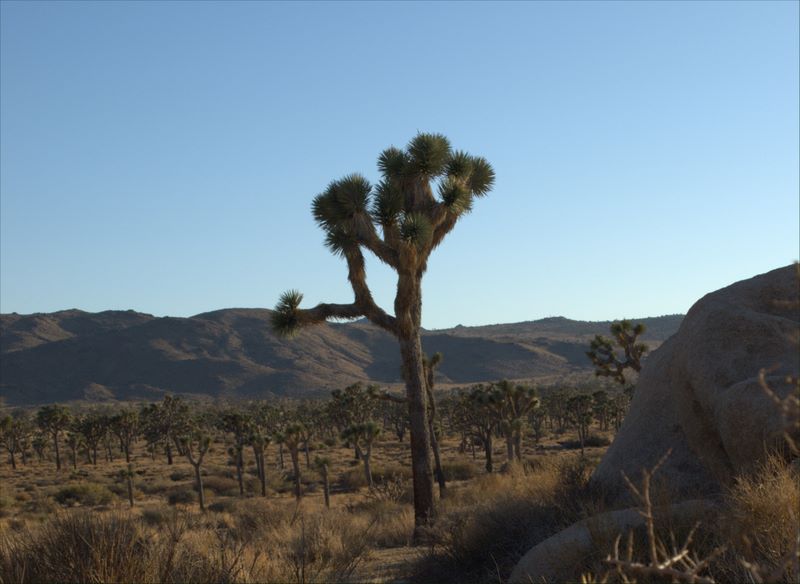 JoshuaTree