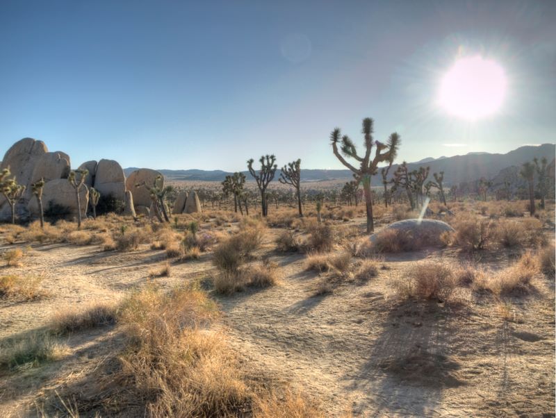 JoshuaTree