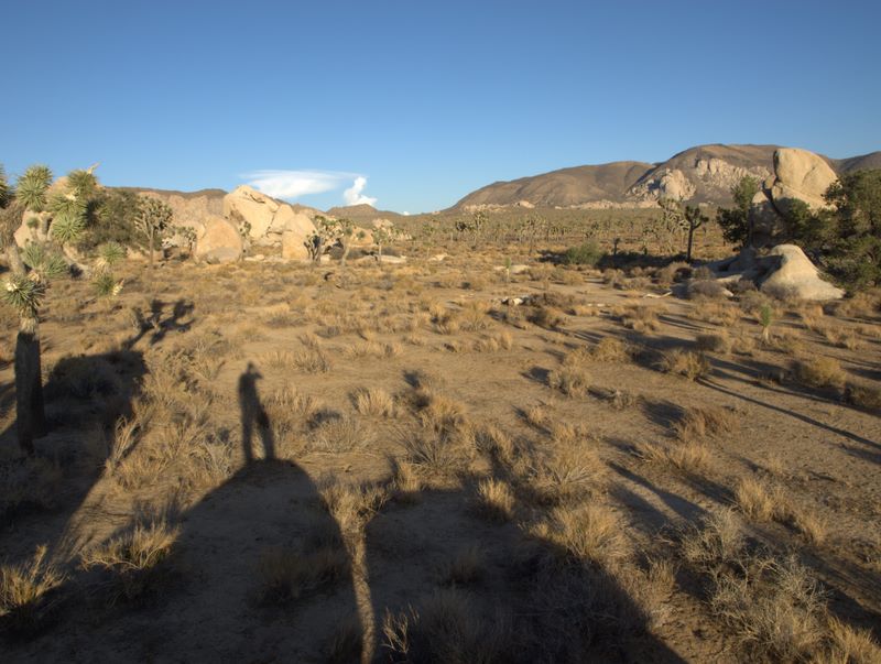 JoshuaTree