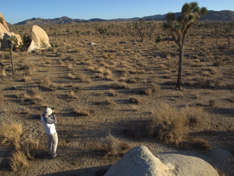 JoshuaTree