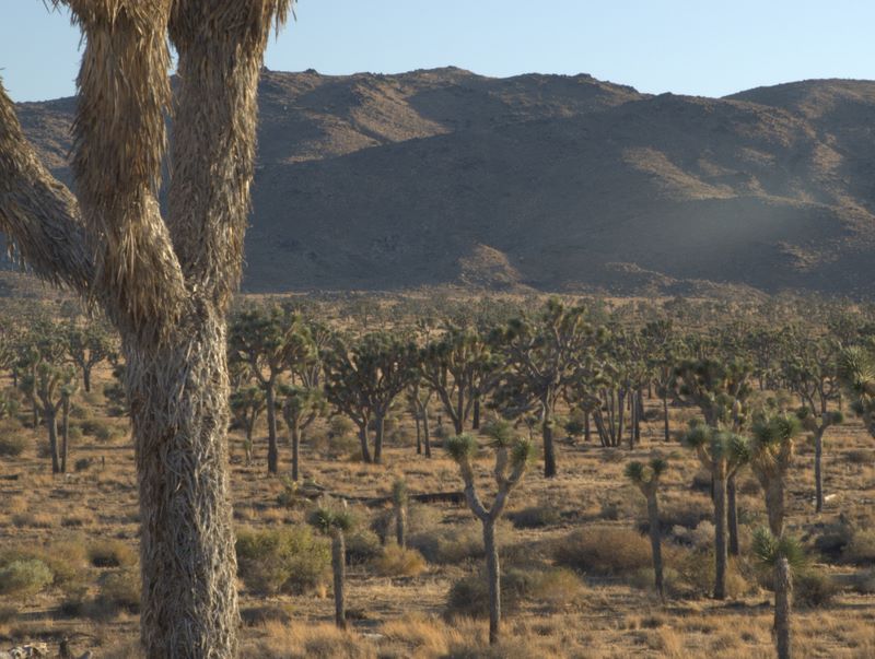 JoshuaTree