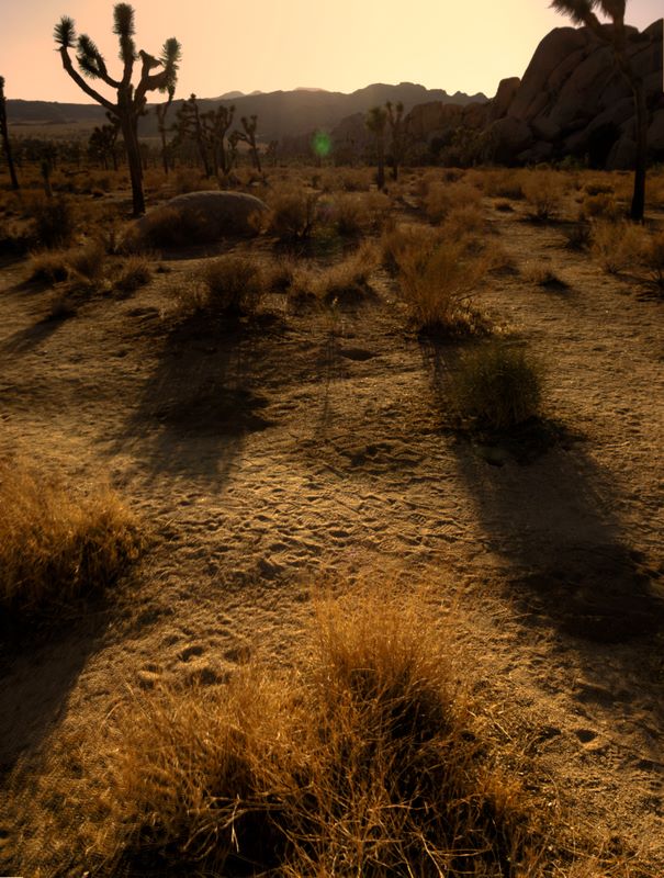JoshuaTree