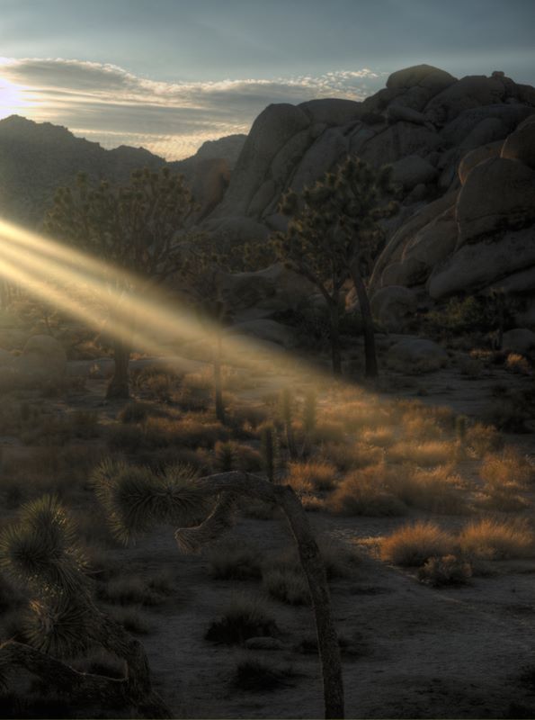JoshuaTree