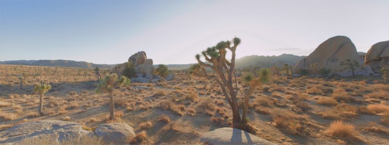 JoshuaTree